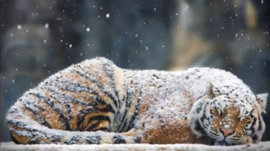Красивый Тигр отдыхает