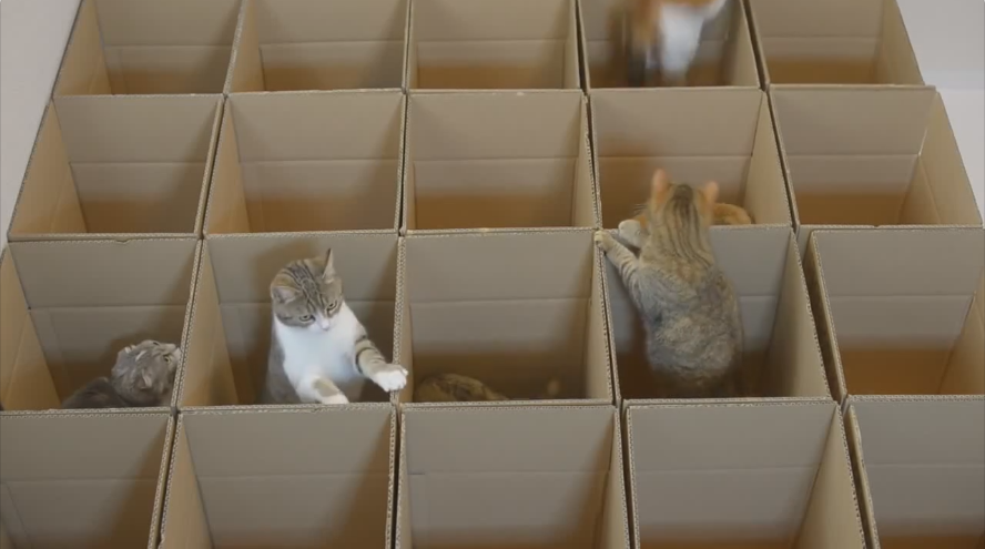 Коты в коробках