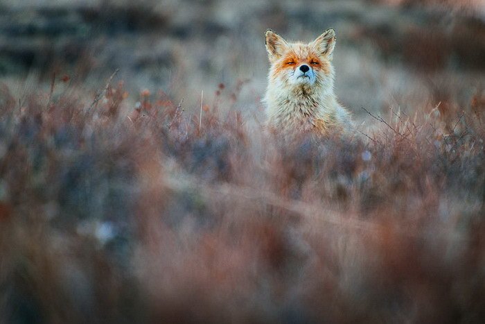 Очарование лисиц в фотографиях Ивана Кислова