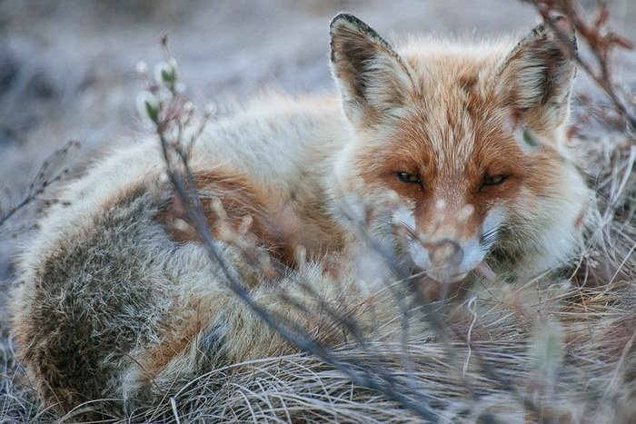 Очарование лисиц в фотографиях Ивана Кислова