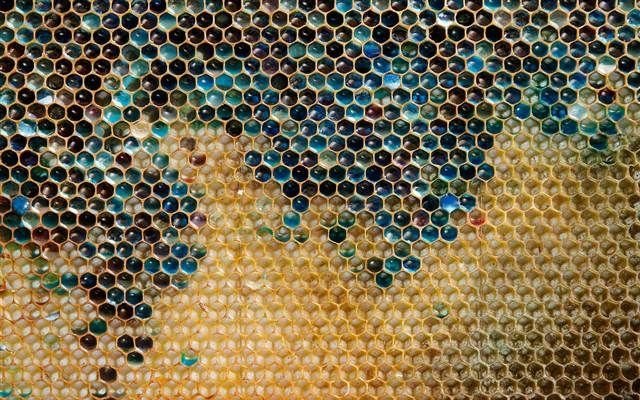 Тайна цветного мёда