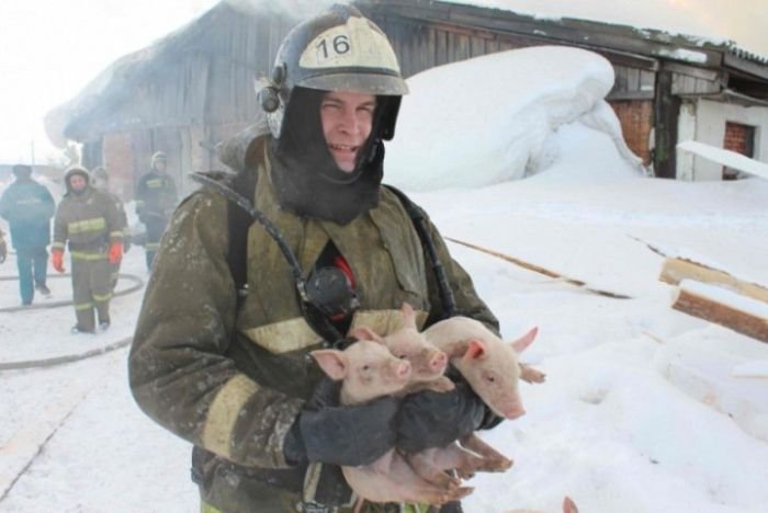 Томские пожарные вытащили более ста поросят из горящего свинарника