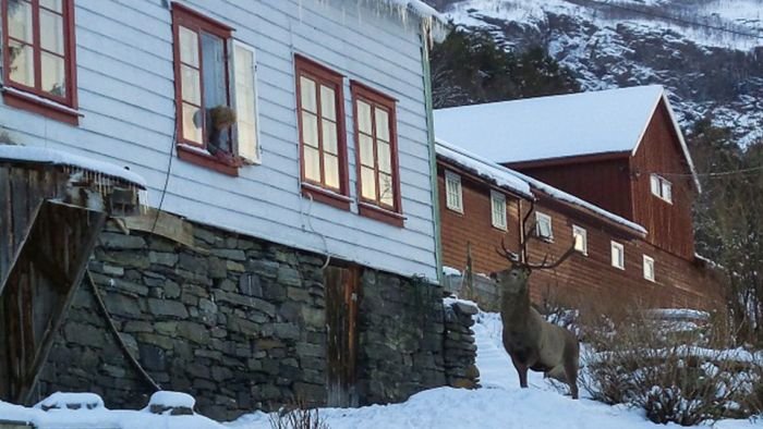 В Норвегии олень ежедневно приходит в гости к своим спасителям