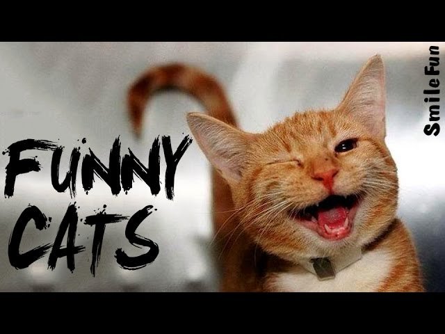 Смешные Коты ДО СЛЕЗ Приколы с Котами Кошками 2017