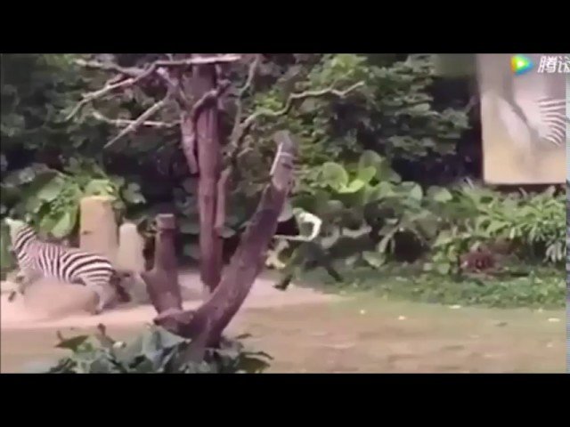 Жесть. Агрессивная зебра схватила сотрудника зоопарка и потащила его в кусты
