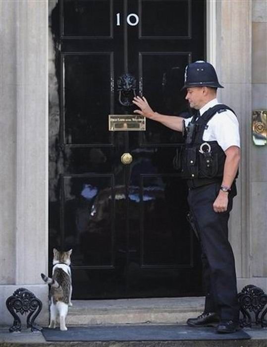Кот премьер-министра Великобритании