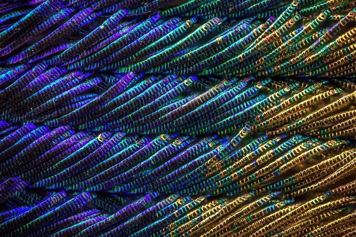 Как выглядят перышки павлина под микроскопом