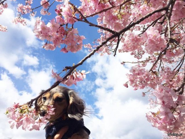 В Японском поселении Кавадзу зацвела сакура