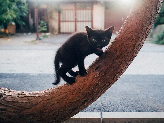Городские кошки в фотографиях Hajdu Tamas