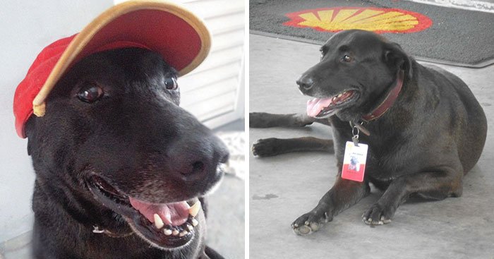 Брошенный у заправочной станции пес получил работу и любовь новых хозяев