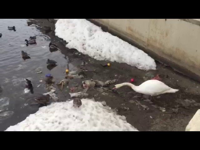 Лебедь убирает мусор из Казанского озера