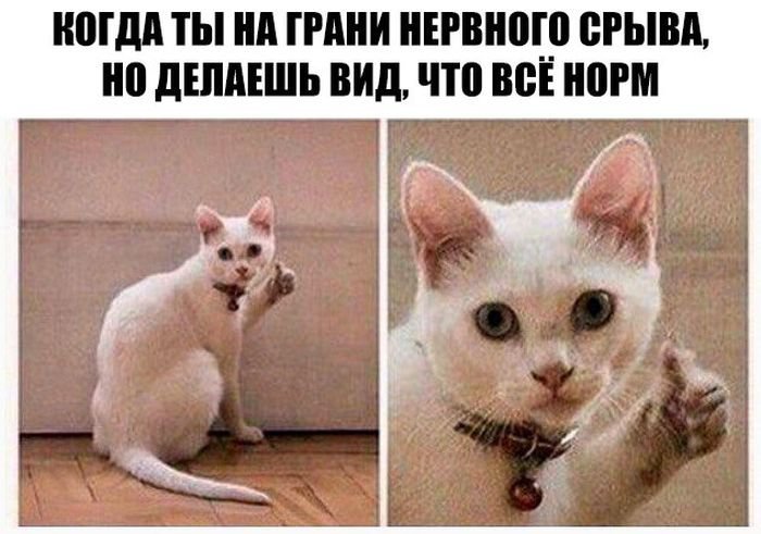 Фото Приколы (59 фото)