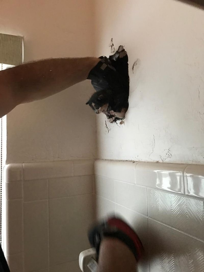 Спасатели вытащили из стены жилого дома котенка