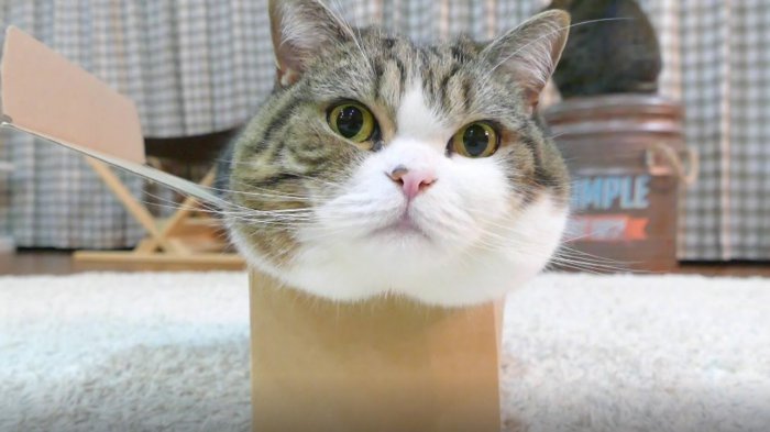 Книга рекордов Гиннеса: Мару – самый популярный кот-ютубер