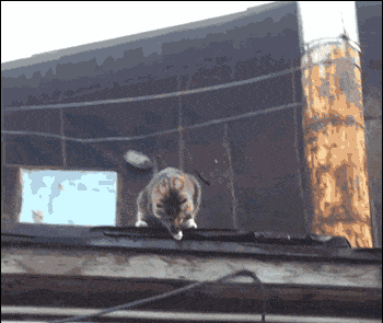 Прикольные Гифки (26 фото)