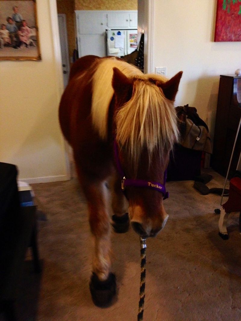 Девушка затащила в дом лошадь, чтобы сделать с ней селфи