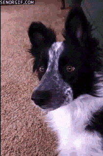 Прикольные Гифки Дня (23 фото)