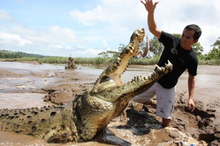 Безстрашный заклинатель крокодилов из Коста-Рики