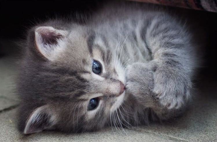 Красивые фото маленьких котов