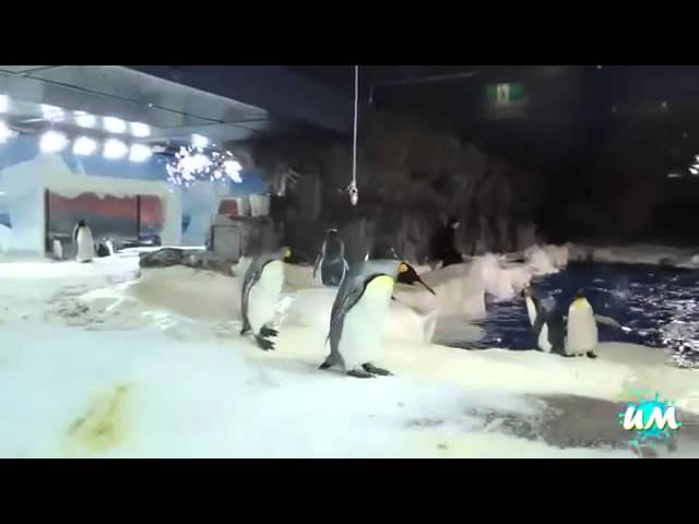 Смешные моменты из жизни пингвинов