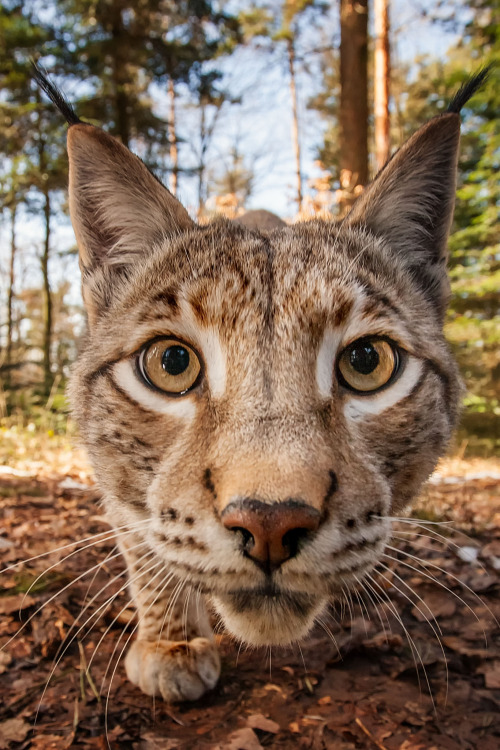 Прикольные животные