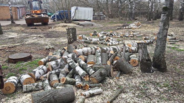 В Сергиевом Посаде срубили Рощу Победы