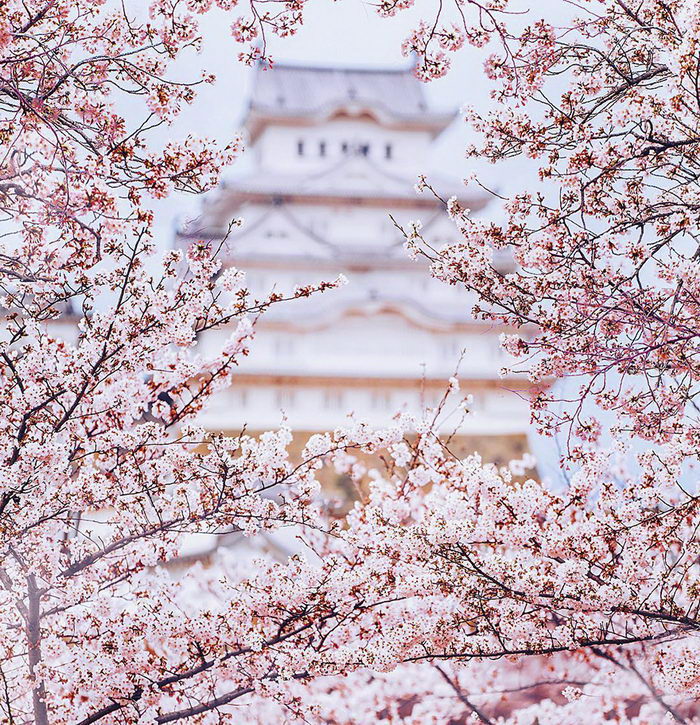 Цветущая Япония Весной