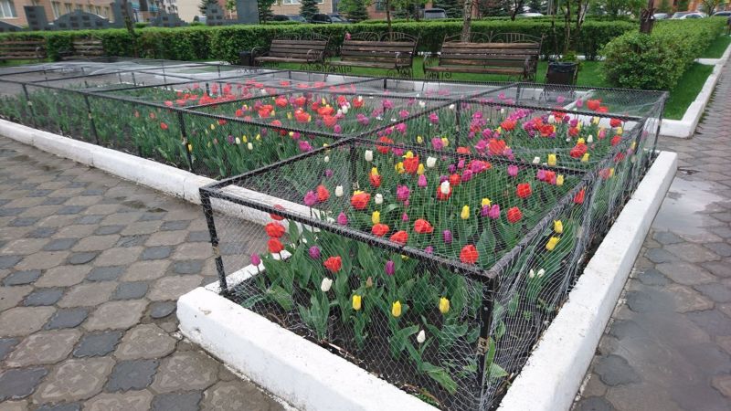 Красноярские власти защитили цветочные клумбы от любителей халявных тюльпанов