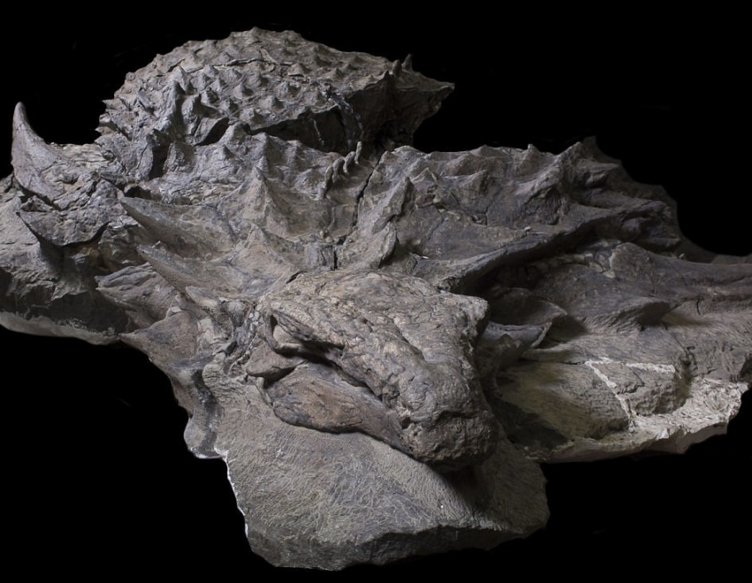 Эта 110-миллионолетняя окаменелость динозавра выглядит как статуя