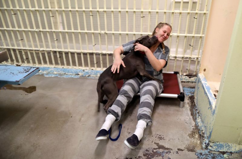Заключенные помогают реабилитироваться собакам, пострадавшим от жестокого обращения
