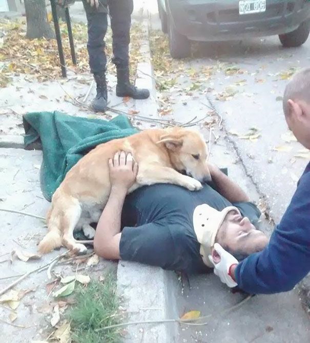 Собака охраняла хозяина, упавшего на тротуар во время обрезки дерева