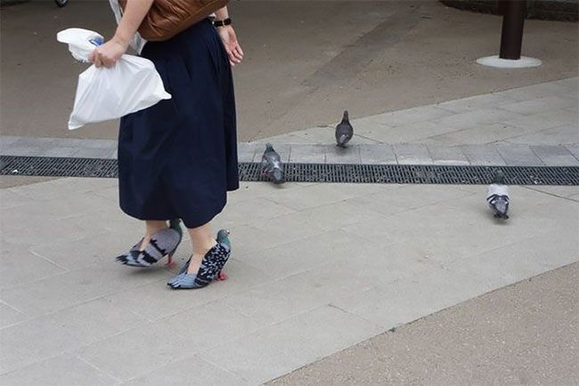 Японская любительница голубей смастерила себе подходящие туфли
