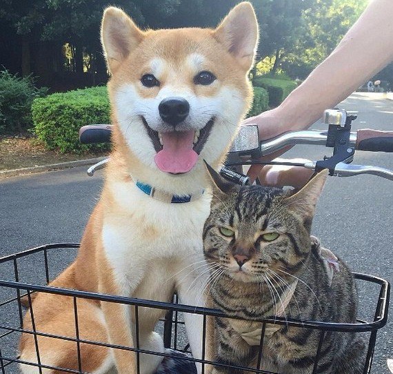 Милое фото кот и собака