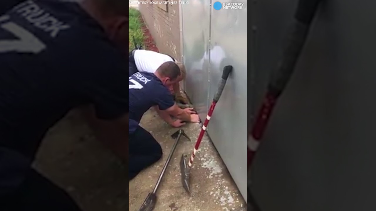 В Чикаго бригада пожарных спасли от беды кошку