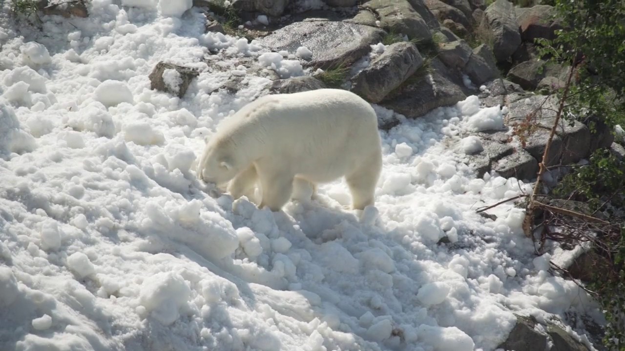 Белые Медведи. Июль Летом: Зоопарк Рануа в финской Лапландии