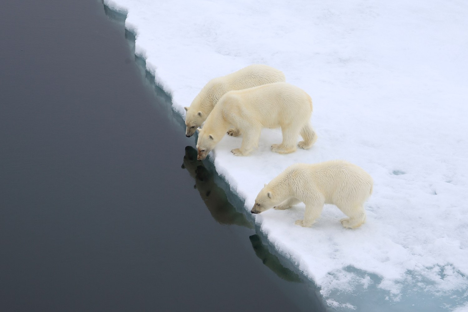 Белые Медведи в Арктике