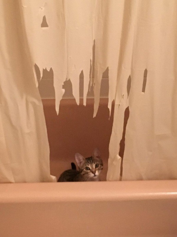 Дизайн интерьера в ванной от кота