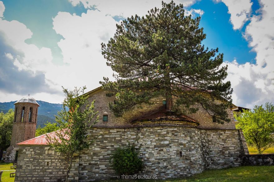 Греция: Столетнее дерево проросло через крышу в старой церкви