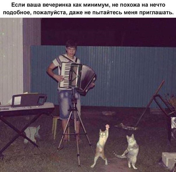 Вечеринка с котами