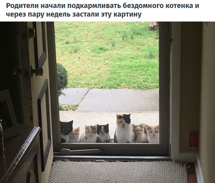 10 случаев, когда люди думали, что у них нет кота...