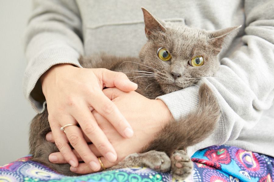 Кошка Shamo больше года живет в Японском приюте