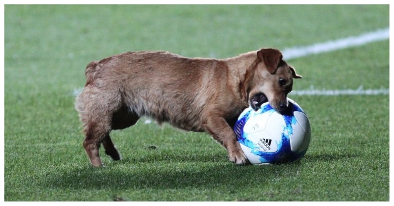 В Аргентине во время футбольного матча пес выбежал на поле и начал играть в мяч