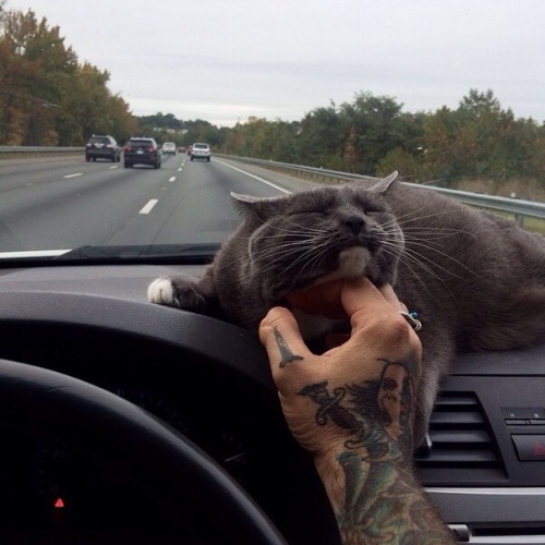 Кот путешествует в машине