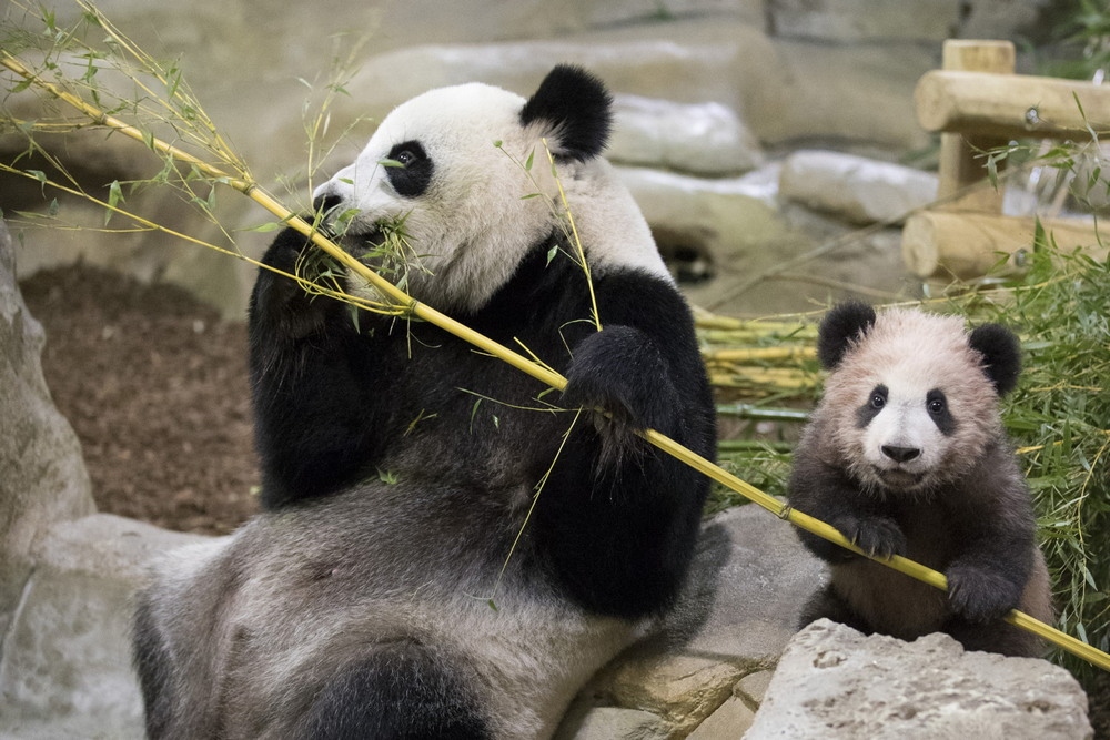 Медвежонок панда во Французском зоопарке - первое появление на публике