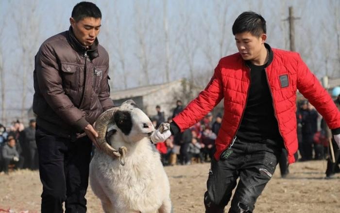 Китайские фермеры устроили турнир по боям баранов