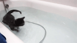 Кот любит плавать в ванне