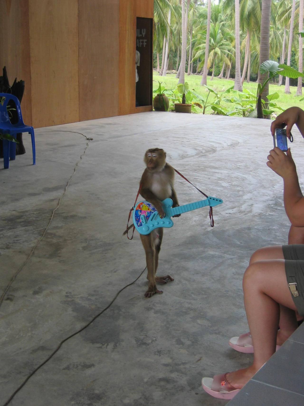 Щас спою... обезьянка с гитарой