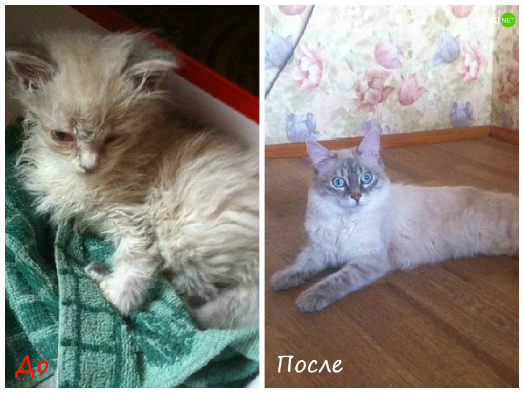Подобрали котенка с улицы. Подобранные котята до и после. Бездомные котята до и после. Котенок и кот до и после. Котенок до и после вырос.