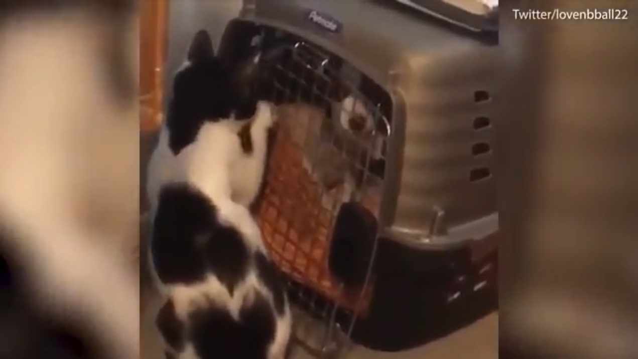 Кошка помогла двум собачкам выбраться из переноски