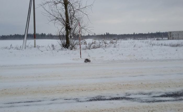 Водитель спас заледеневшего в снегу котенка